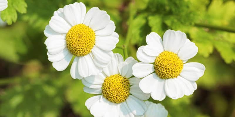 grande-camomille-actinutrition-800