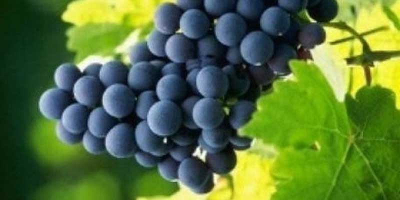 marcderaisin-actinutrition-800