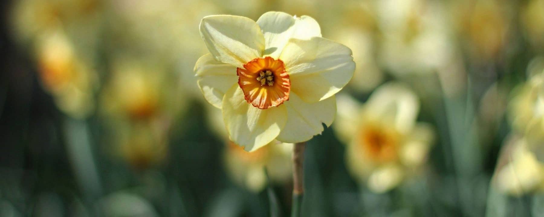 Nature-actinutrition