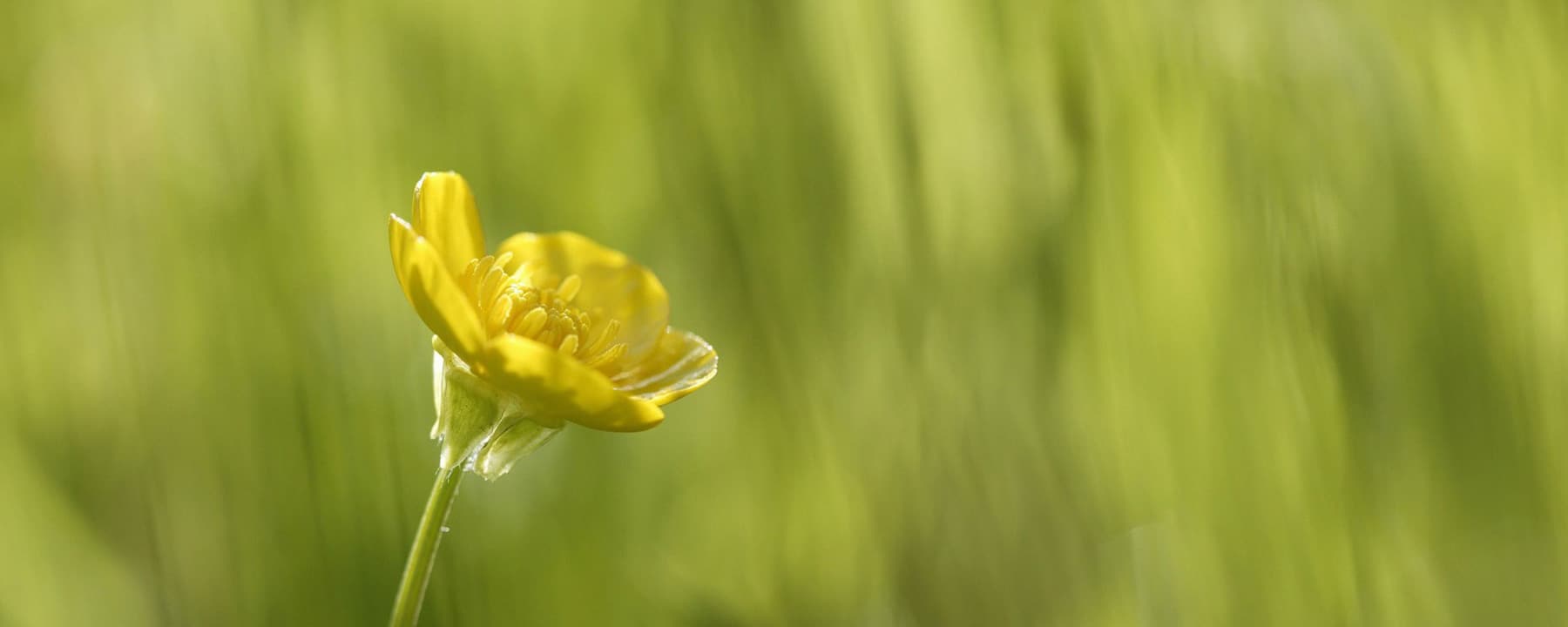 Nature2-actinutrition