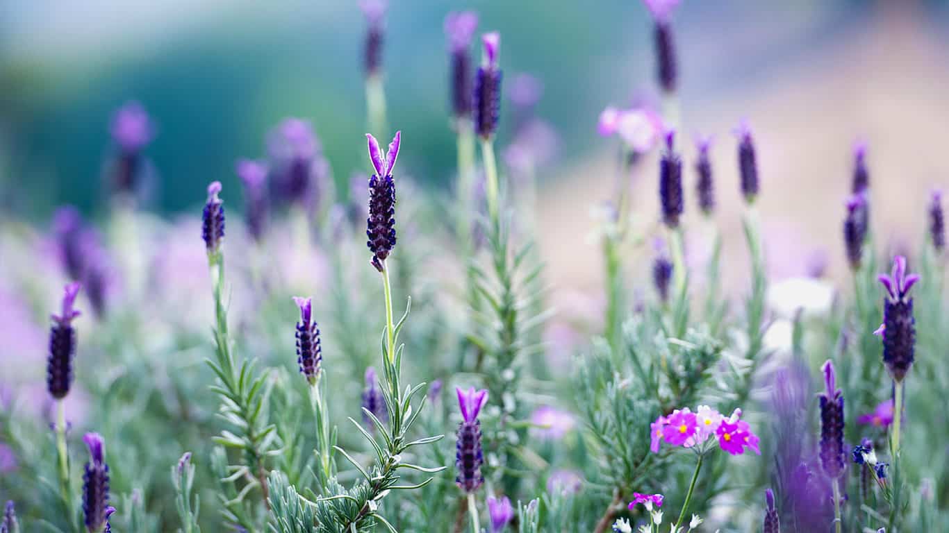 ThailandLavender_ROW14138321523_1366x768