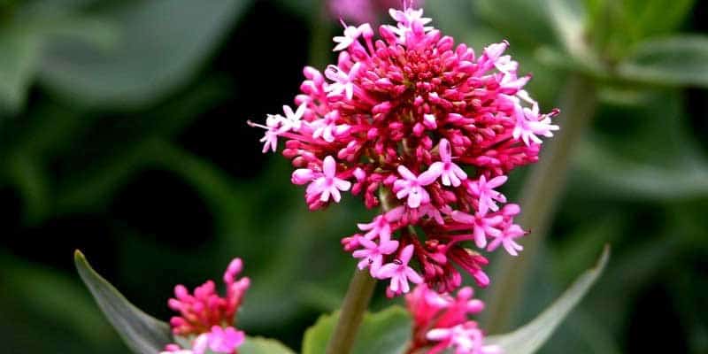 plantes-medicinales-valeriane