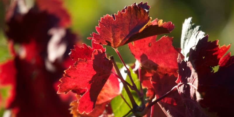 vigne-rouge-actinutrition-800