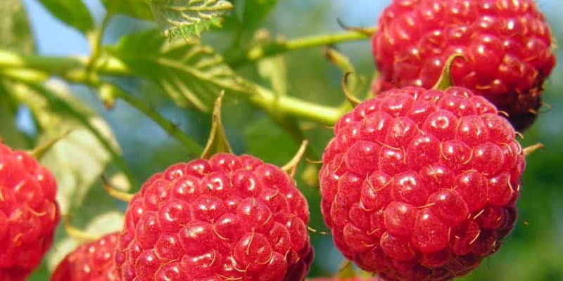 framboisier-actinutrition-800