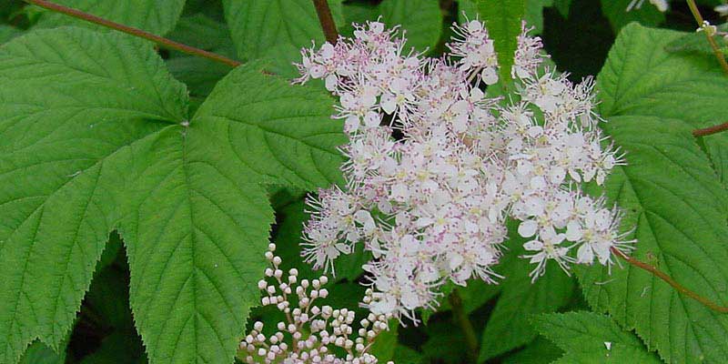 reinedespres-actinutrition-800