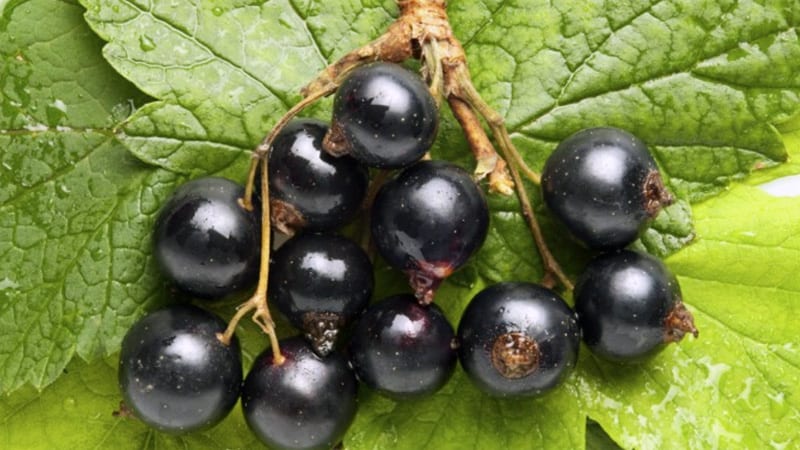 actinutrition800-cassis