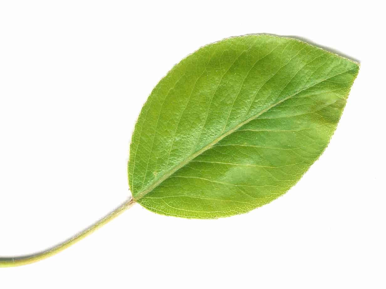 pear_leaf
