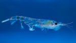 Huile de krill : la meilleure source d’oméga 3 de l’océan
