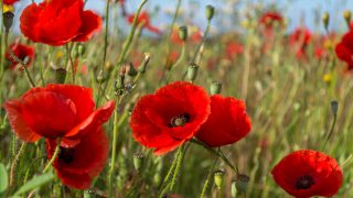 Des plantes précieuses pour retrouver le sommeil Comment trouver le sommeil avec les plantes ?