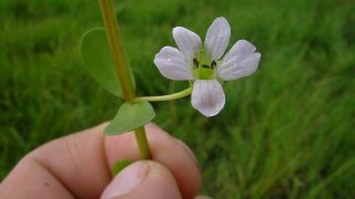bacopa-1000