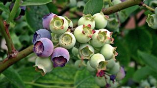 plantes-medicinales-boldo