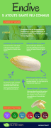 endive-infographie-2