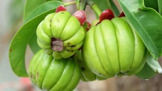 Garcinia