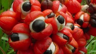 Guarana-1000