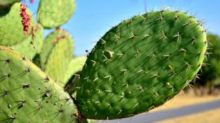 Nopal-1000
