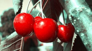 plantes-medicinales-cerises