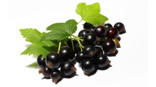 feuillesdecassis1000