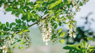 fibre-dacacia-1000_563