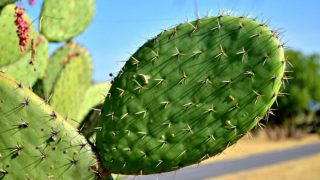 nopal1000