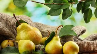 poire illustration
