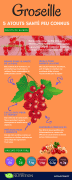 Infographie-Groseille
