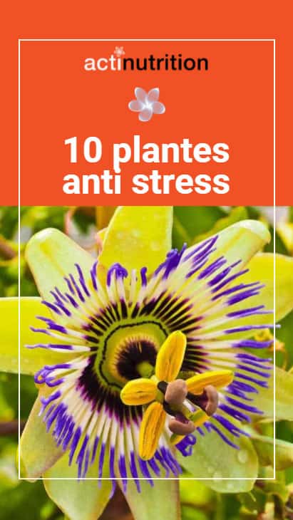 Top 10 des plantes anti stress