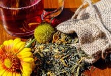 20 plantes médicinales pour les maux du quotidien meilleures plantes medicinales